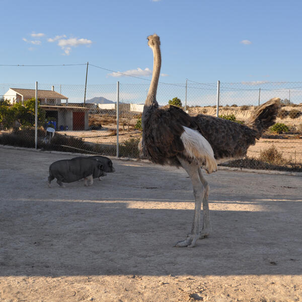 Zona de avestruz y otros animales